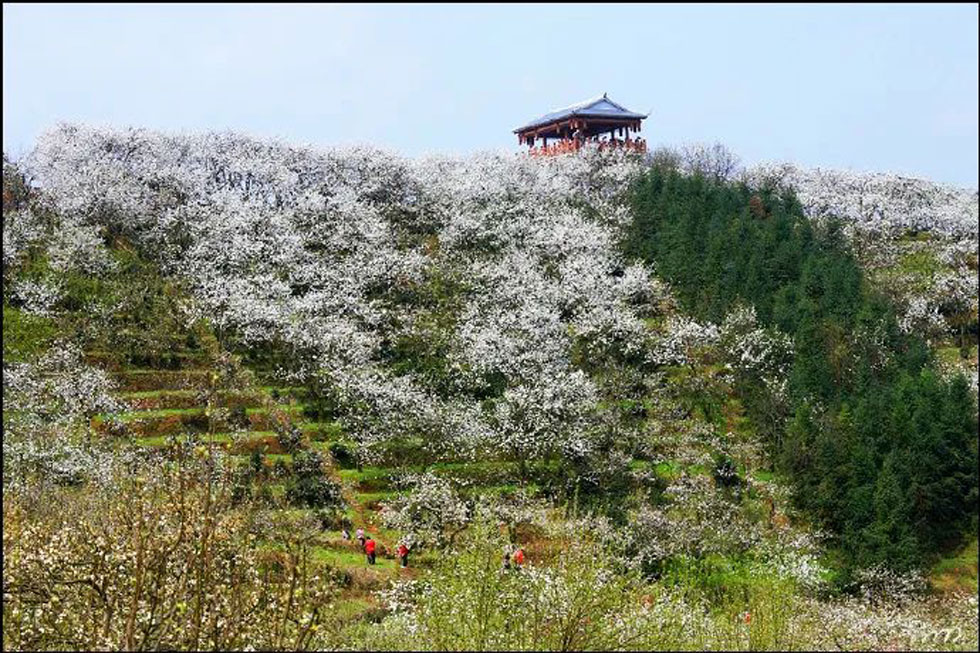 【春天，广西桂林灌阳县向您发出邀请！】我们在灌阳看梨花 - 游山玩水 - 韶关生活社区 - 韶关28生活网 sg.28life.net