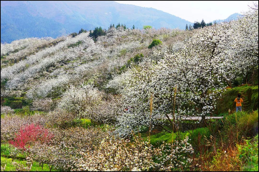 【春天，广西桂林灌阳县向您发出邀请！】我们在灌阳看梨花 - 游山玩水 - 韶关生活社区 - 韶关28生活网 sg.28life.net