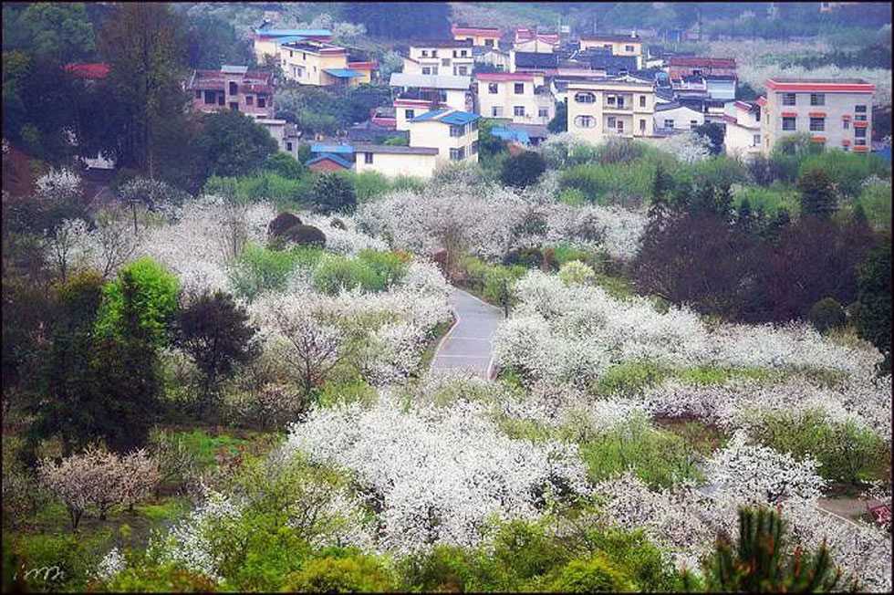 【春天，广西桂林灌阳县向您发出邀请！】我们在灌阳看梨花 - 游山玩水 - 韶关生活社区 - 韶关28生活网 sg.28life.net