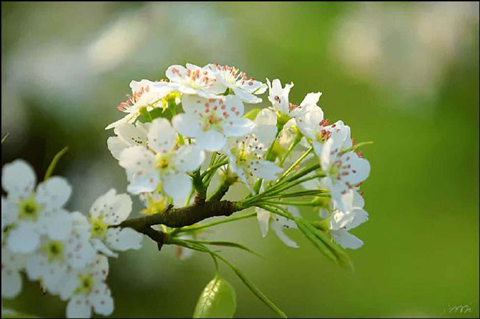 【春天，广西桂林灌阳县向您发出邀请！】我们在灌阳看梨花 - 游山玩水 - 韶关生活社区 - 韶关28生活网 sg.28life.net