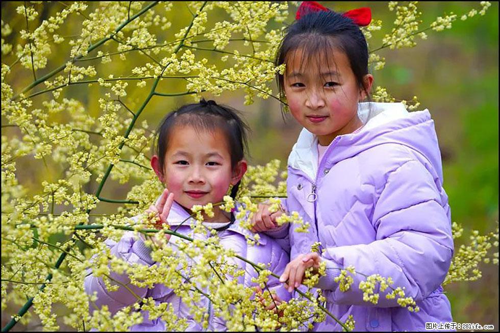 【春天，广西桂林灌阳县向您发出邀请！】米珠山前有片山苍子花在飘香 - 游山玩水 - 韶关生活社区 - 韶关28生活网 sg.28life.net
