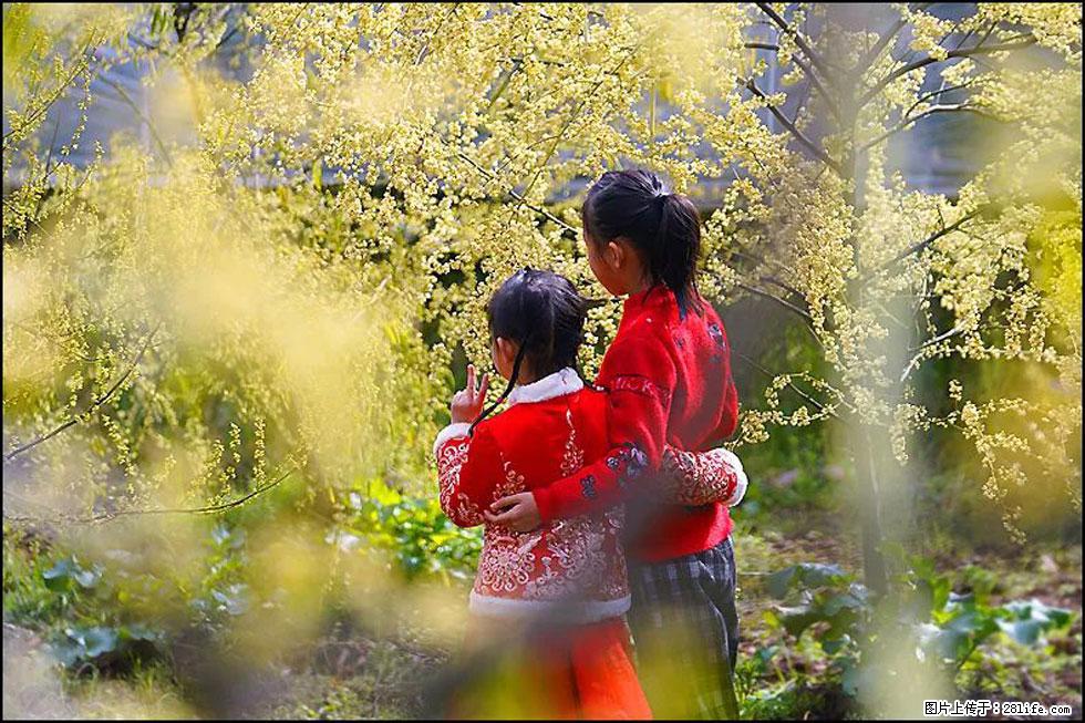 【春天，广西桂林灌阳县向您发出邀请！】米珠山前有片山苍子花在飘香 - 游山玩水 - 韶关生活社区 - 韶关28生活网 sg.28life.net