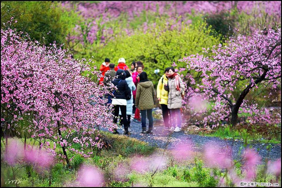 【春天，广西桂林灌阳县向您发出邀请！】官庄村有个醉美的桃花园 - 游山玩水 - 韶关生活社区 - 韶关28生活网 sg.28life.net