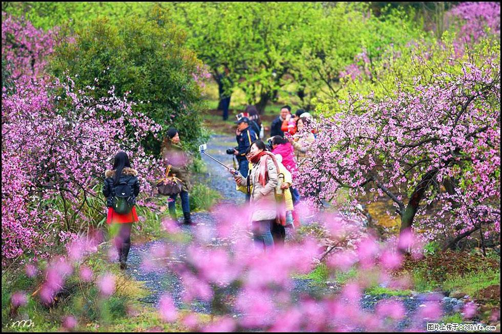 【春天，广西桂林灌阳县向您发出邀请！】官庄村有个醉美的桃花园 - 游山玩水 - 韶关生活社区 - 韶关28生活网 sg.28life.net