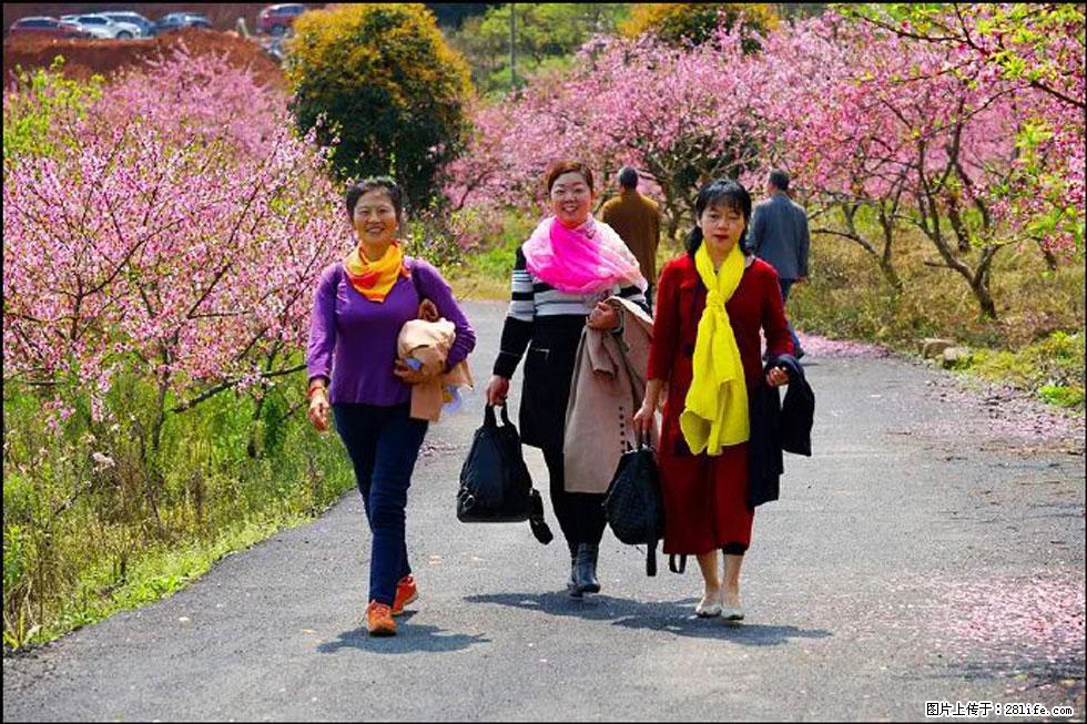 【春天，广西桂林灌阳县向您发出邀请！】官庄村有个醉美的桃花园 - 游山玩水 - 韶关生活社区 - 韶关28生活网 sg.28life.net