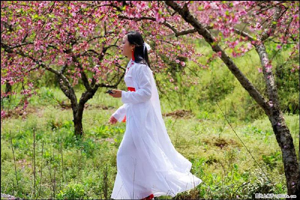 【春天，广西桂林灌阳县向您发出邀请！】官庄村有个醉美的桃花园 - 游山玩水 - 韶关生活社区 - 韶关28生活网 sg.28life.net