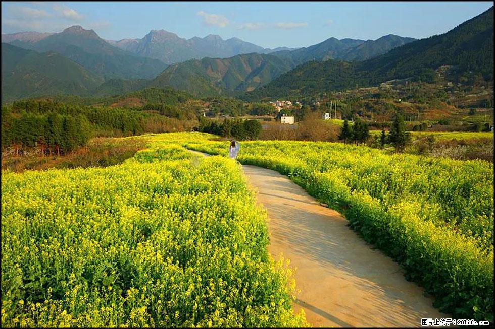 【春天，广西桂林灌阳县向您发出邀请！】长坪村油菜盛情花开 - 游山玩水 - 韶关生活社区 - 韶关28生活网 sg.28life.net