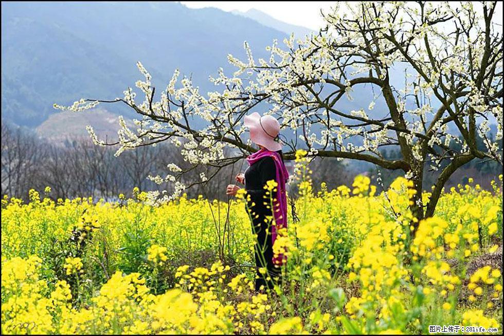 【春天，广西桂林灌阳县向您发出邀请！】长坪村油菜盛情花开 - 游山玩水 - 韶关生活社区 - 韶关28生活网 sg.28life.net