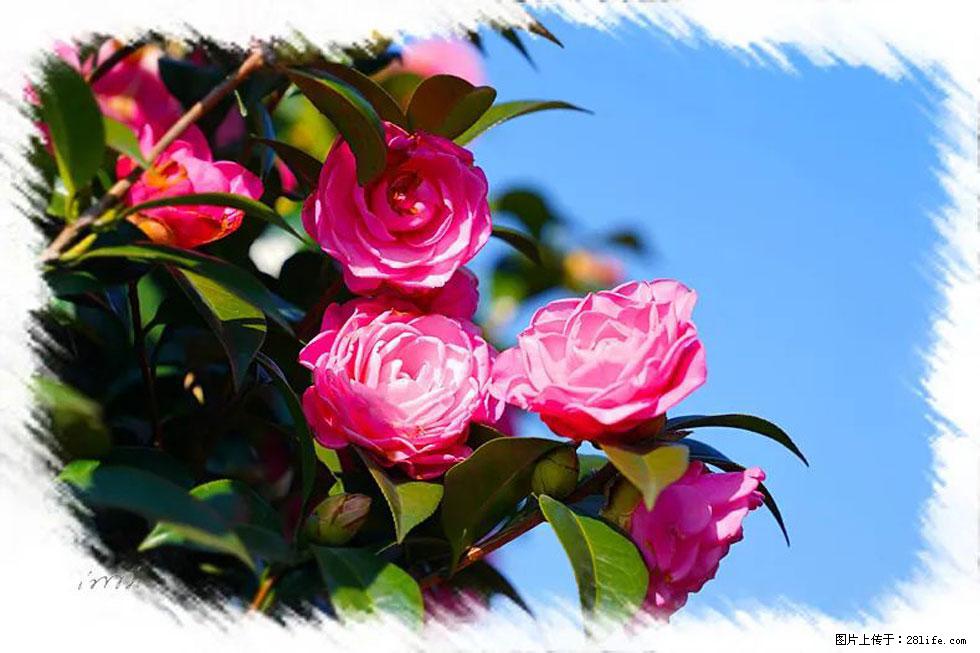 【春天，广西桂林灌阳县向您发出邀请！】杨柳井茶花惹人爱 - 游山玩水 - 韶关生活社区 - 韶关28生活网 sg.28life.net
