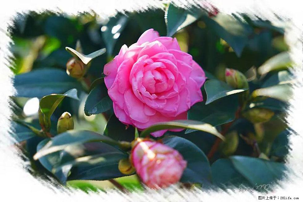 【春天，广西桂林灌阳县向您发出邀请！】杨柳井茶花惹人爱 - 游山玩水 - 韶关生活社区 - 韶关28生活网 sg.28life.net