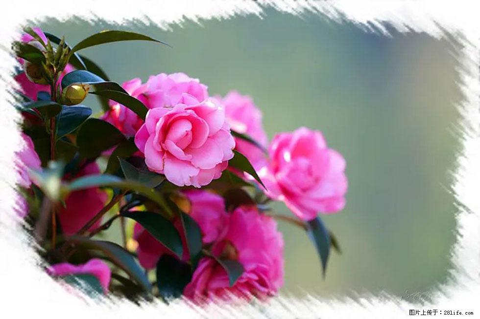 【春天，广西桂林灌阳县向您发出邀请！】杨柳井茶花惹人爱 - 游山玩水 - 韶关生活社区 - 韶关28生活网 sg.28life.net