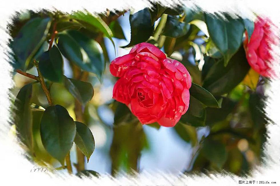 【春天，广西桂林灌阳县向您发出邀请！】杨柳井茶花惹人爱 - 游山玩水 - 韶关生活社区 - 韶关28生活网 sg.28life.net