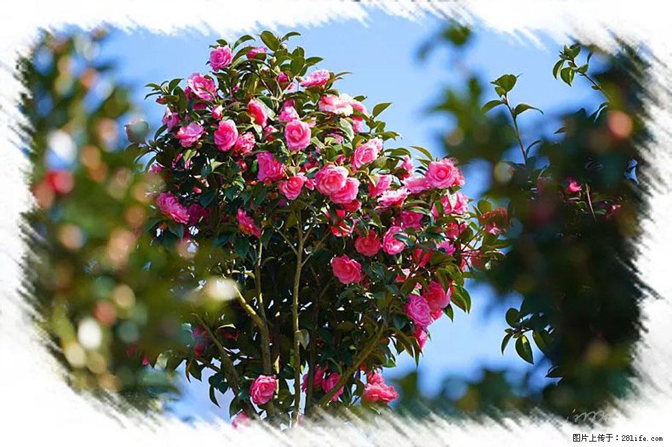 【春天，广西桂林灌阳县向您发出邀请！】杨柳井茶花惹人爱 - 游山玩水 - 韶关生活社区 - 韶关28生活网 sg.28life.net