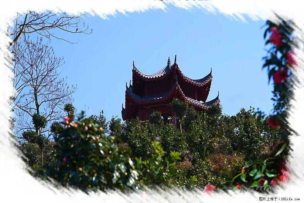 【春天，广西桂林灌阳县向您发出邀请！】杨柳井茶花惹人爱 - 游山玩水 - 韶关生活社区 - 韶关28生活网 sg.28life.net
