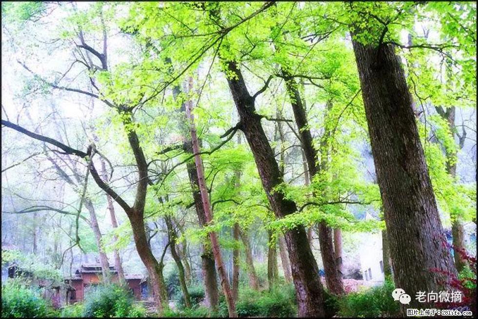 【春天，广西桂林灌阳县向您发出邀请！】在小龙村与春天约会 - 游山玩水 - 韶关生活社区 - 韶关28生活网 sg.28life.net