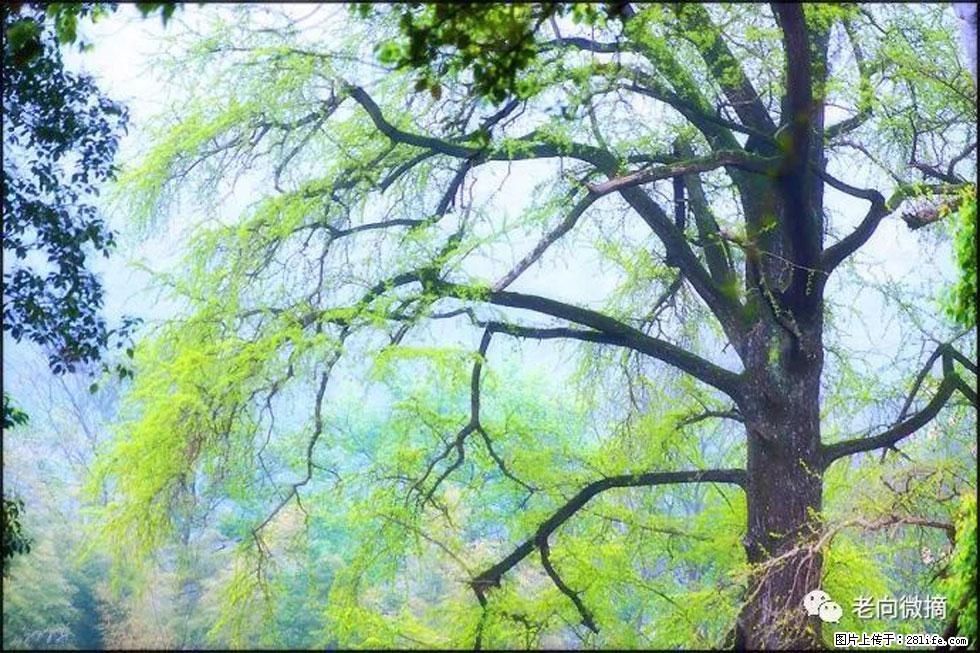 【春天，广西桂林灌阳县向您发出邀请！】在小龙村与春天约会 - 游山玩水 - 韶关生活社区 - 韶关28生活网 sg.28life.net