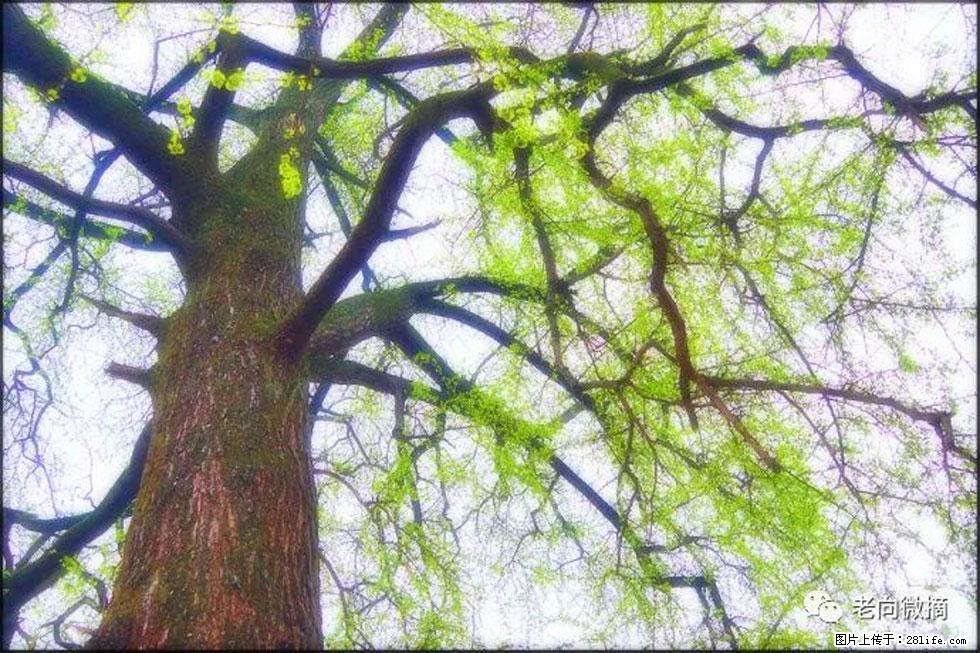 【春天，广西桂林灌阳县向您发出邀请！】在小龙村与春天约会 - 游山玩水 - 韶关生活社区 - 韶关28生活网 sg.28life.net
