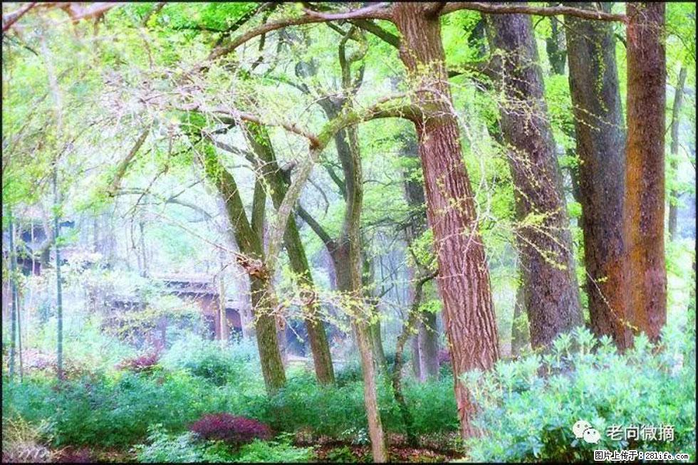 【春天，广西桂林灌阳县向您发出邀请！】在小龙村与春天约会 - 游山玩水 - 韶关生活社区 - 韶关28生活网 sg.28life.net