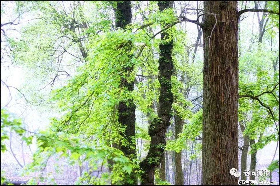 【春天，广西桂林灌阳县向您发出邀请！】在小龙村与春天约会 - 游山玩水 - 韶关生活社区 - 韶关28生活网 sg.28life.net