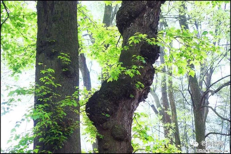 【春天，广西桂林灌阳县向您发出邀请！】在小龙村与春天约会 - 游山玩水 - 韶关生活社区 - 韶关28生活网 sg.28life.net