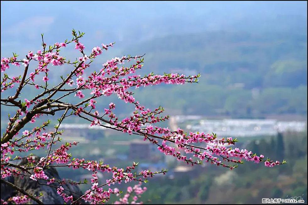 【春天，广西桂林灌阳县向您发出邀请！】望月岭上桃花开 - 游山玩水 - 韶关生活社区 - 韶关28生活网 sg.28life.net