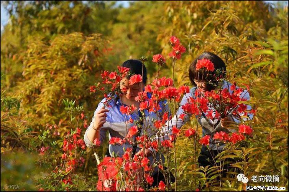 【春天，广西桂林灌阳县向您发出邀请！】登麒麟山，相约映山红 - 游山玩水 - 韶关生活社区 - 韶关28生活网 sg.28life.net