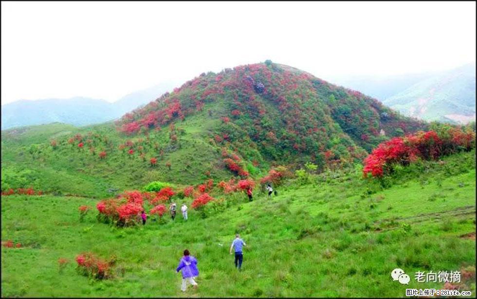 【春天，广西桂林灌阳县向您发出邀请！】宝盖山上映山红 - 游山玩水 - 韶关生活社区 - 韶关28生活网 sg.28life.net