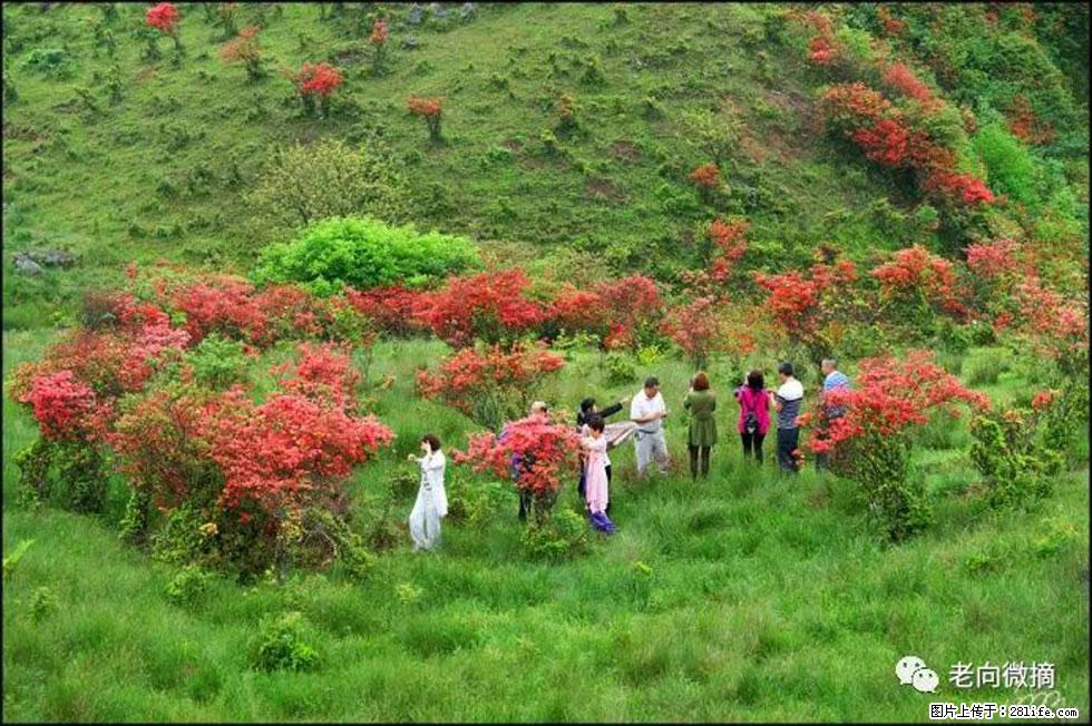 【春天，广西桂林灌阳县向您发出邀请！】宝盖山上映山红 - 游山玩水 - 韶关生活社区 - 韶关28生活网 sg.28life.net