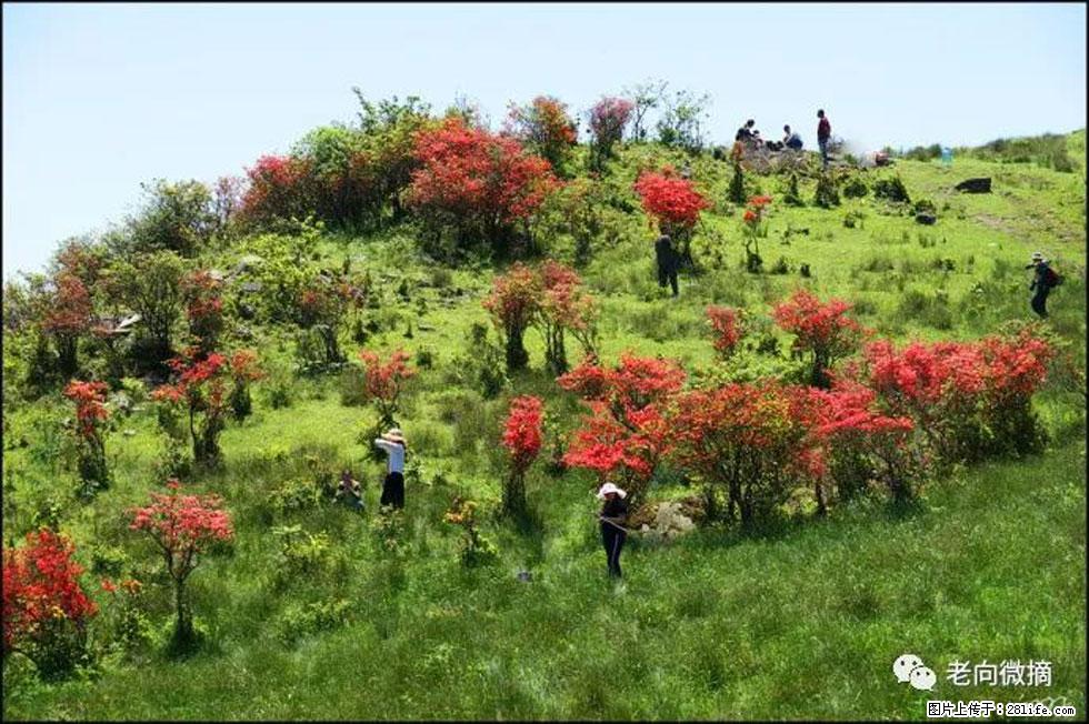 【春天，广西桂林灌阳县向您发出邀请！】宝盖山上映山红 - 游山玩水 - 韶关生活社区 - 韶关28生活网 sg.28life.net