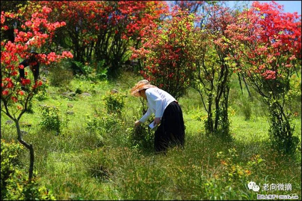【春天，广西桂林灌阳县向您发出邀请！】宝盖山上映山红 - 游山玩水 - 韶关生活社区 - 韶关28生活网 sg.28life.net