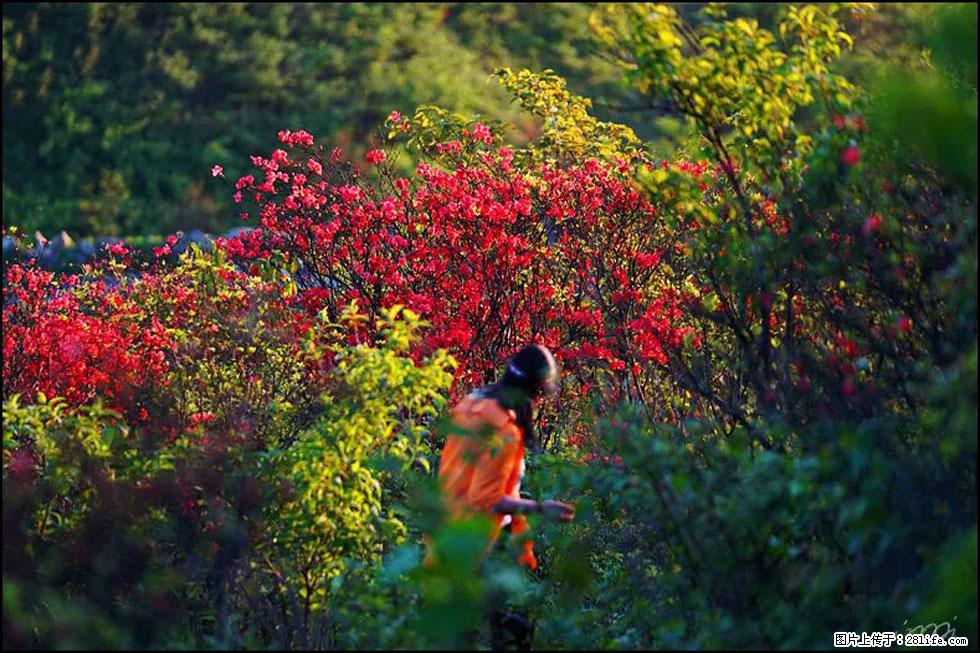 【春天，广西桂林灌阳县向您发出邀请！】春木界上映山红 - 游山玩水 - 韶关生活社区 - 韶关28生活网 sg.28life.net