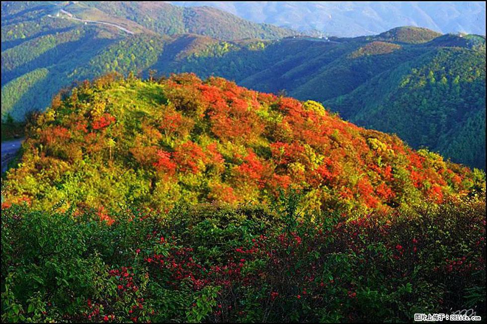 【春天，广西桂林灌阳县向您发出邀请！】春木界上映山红 - 游山玩水 - 韶关生活社区 - 韶关28生活网 sg.28life.net