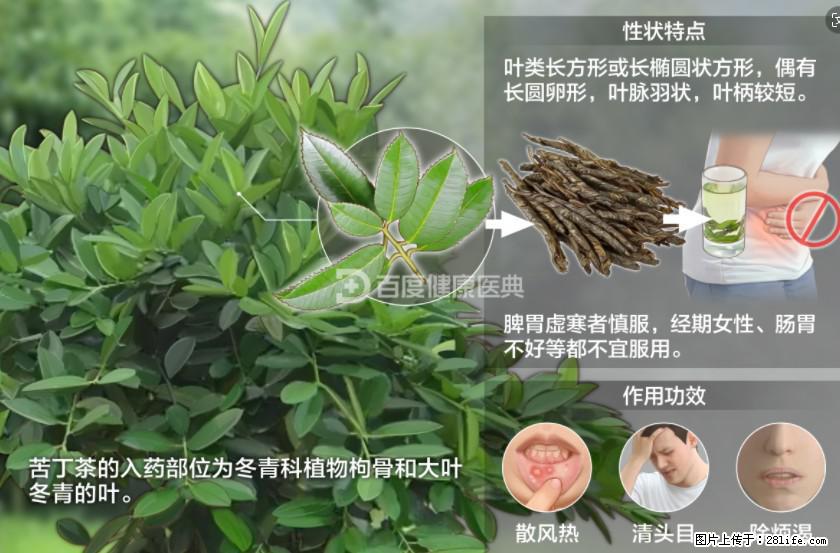 苦丁茶有哪些功效和作用 - 生活百科 - 韶关生活社区 - 韶关28生活网 sg.28life.net