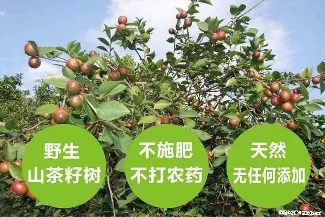 【灌阳县油茶产业示范区】一个有着充实的精神生活的人，对待身外之物自会有一种淡泊的态度 - 土特产 - 饮食特产 - 韶关分类信息 - 韶关28生活网 sg.28life.net