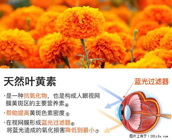 叶黄素有什么功效和作用 - 生活百科 - 韶关生活社区 - 韶关28生活网 sg.28life.net