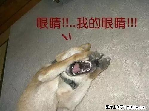 笑癫了！一女的怀孕三年未生，他终于忍不住了... - 娱乐八卦 - 韶关生活社区 - 韶关28生活网 sg.28life.net
