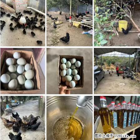 油茶园从小鸡仔开始养起的纯土鸡、土鸡蛋可以预定啦!还有前几天刚榨的纯山茶油哦 - 土特产 - 饮食特产 - 韶关分类信息 - 韶关28生活网 sg.28life.net