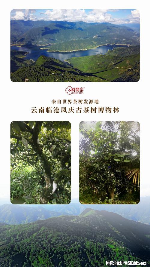 时间果百年古树2025年春红茶 - 购物交流 - 韶关生活社区 - 韶关28生活网 sg.28life.net