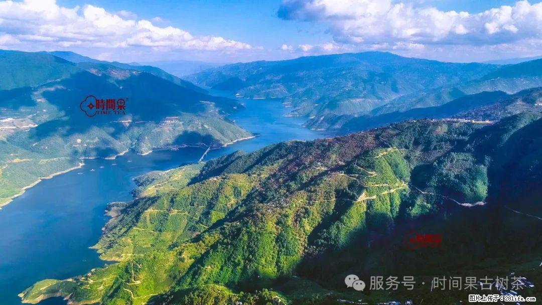 时间果百年古树龙珠普洱生茶 - 购物交流 - 韶关生活社区 - 韶关28生活网 sg.28life.net