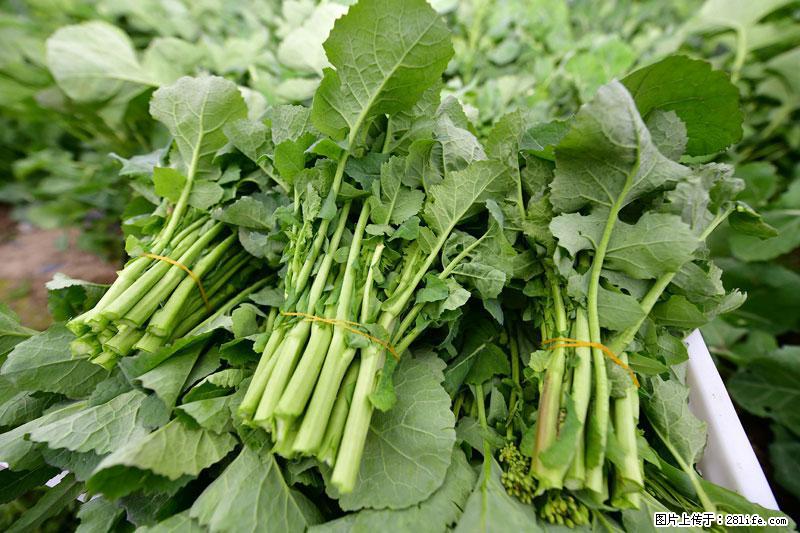 这些蔬菜是“天然钙片”，这6种被医生重点推荐 - 韶关生活资讯 - 韶关28生活网 sg.28life.net